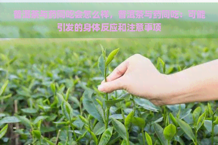 普洱茶与药同吃会怎么样，普洱茶与药同吃：可能引发的身体反应和注意事项