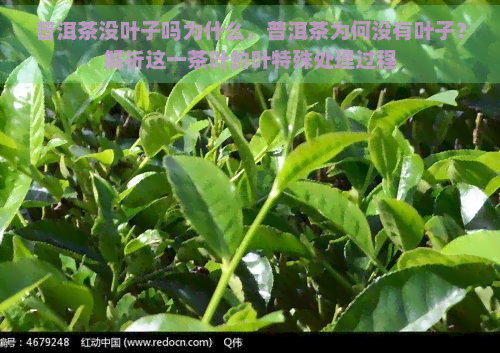 普洱茶没叶子吗为什么，普洱茶为何没有叶子？解析这一茶叶的叶特殊处理过程