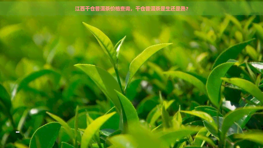 江西干仓普洱茶价格查询，干仓普洱茶是生还是熟？