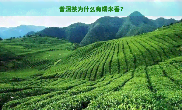 普洱茶为什么有糯米香？