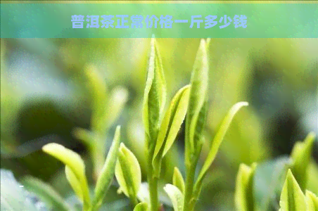 普洱茶正常价格一斤多少钱