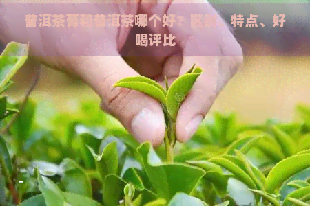 普洱茶膏和普洱茶哪个好？区别、特点、好喝评比