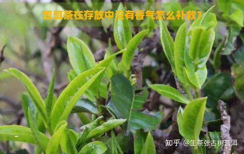 普洱茶在存放中没有香气怎么补救？