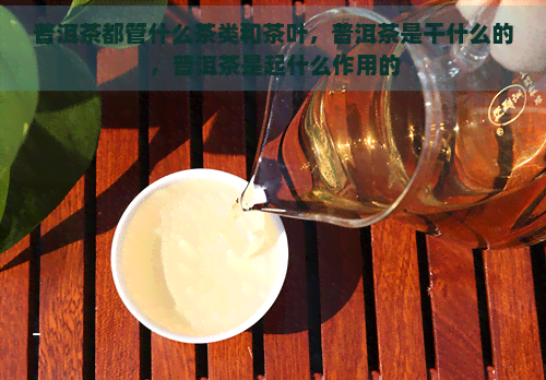 普洱茶都管什么茶类和茶叶，普洱茶是干什么的，普洱茶是起什么作用的