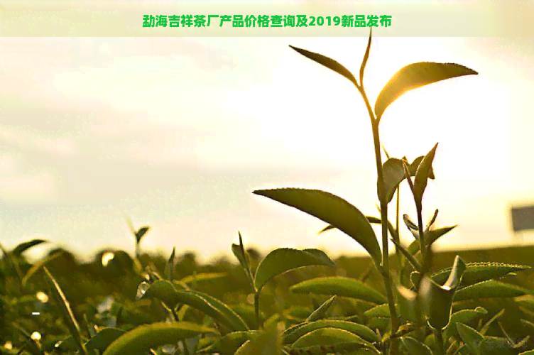 勐海吉祥茶厂产品价格查询及2019新品发布