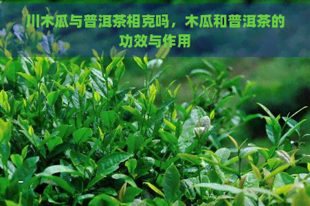 川木瓜与普洱茶相克吗，木瓜和普洱茶的功效与作用