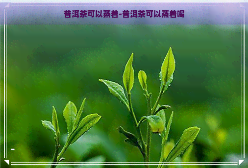 普洱茶可以蒸着-普洱茶可以蒸着喝