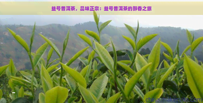 益号普洱茶，品味正宗：益号普洱茶的醇香之旅