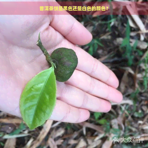 普洱茶饼是黑色还是白色的颜色？