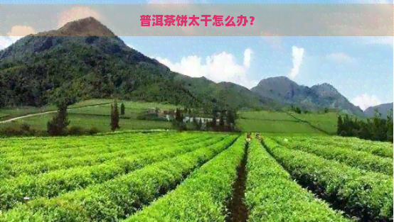 普洱茶饼太干怎么办？