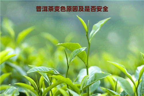 普洱茶变色原因及是否安全