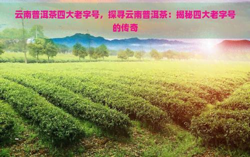 云南普洱茶四大老字号，探寻云南普洱茶：揭秘四大老字号的传奇