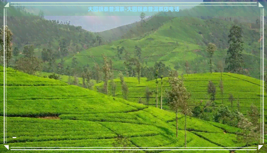 大园银泰普洱茶-大园银泰普洱茶店电话