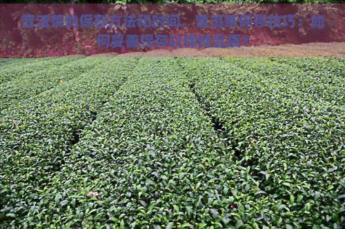 普洱茶的保存方法和时间，普洱茶保存技巧：如何妥善保存以保持品质？