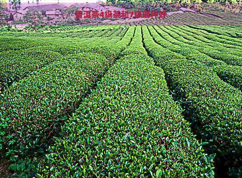 普洱茶4级茶和7级哪种好