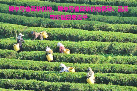 臻字号普洱茶价格，臻字号普洱茶价格揭秘：品质与价值的完美平