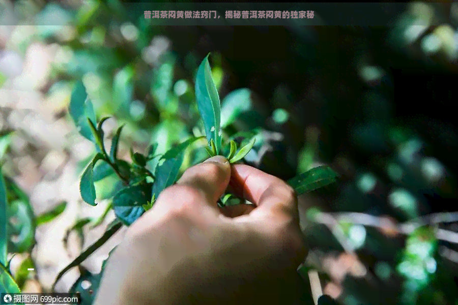 普洱茶闷黄做法窍门，揭秘普洱茶闷黄的独家秘