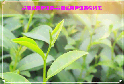 兴海龙团普洱茶-兴海龙团普洱茶价格表