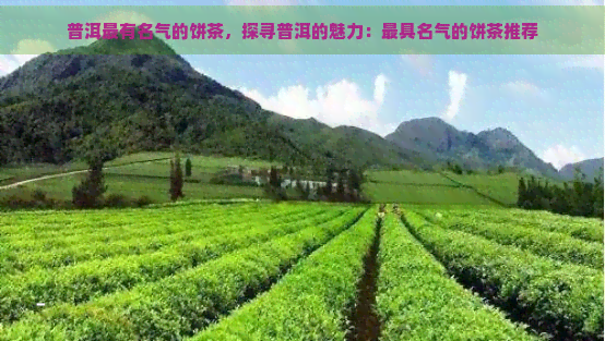 普洱最有名气的饼茶，探寻普洱的魅力：更具名气的饼茶推荐