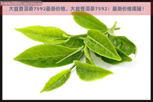 大益普洱茶7592最新价格，大益普洱茶7592：最新价格揭秘！