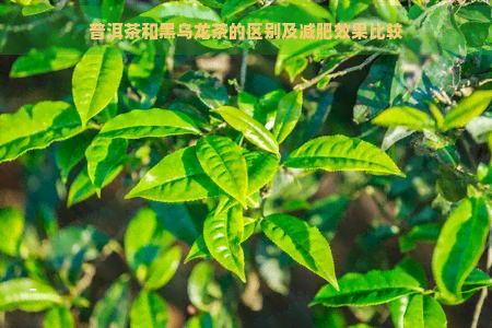 普洱茶和黑乌龙茶的区别及减肥效果比较