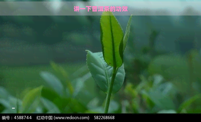 讲一下普洱茶的功效