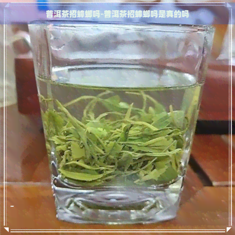 普洱茶招蟑螂吗-普洱茶招蟑螂吗是真的吗