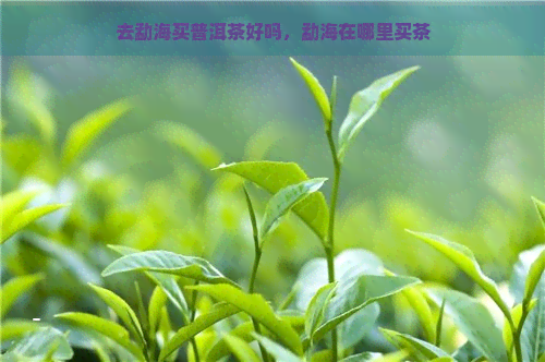 去勐海买普洱茶好吗，勐海在哪里买茶