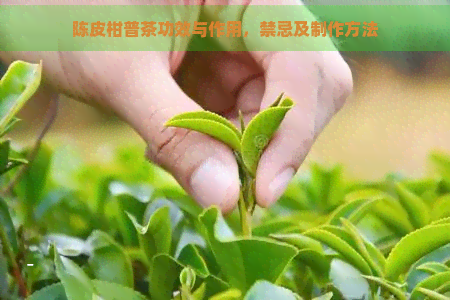 陈皮柑普茶功效与作用，禁忌及制作方法