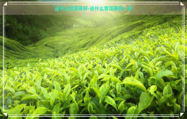 送什么普洱茶好-送什么普洱茶好一点