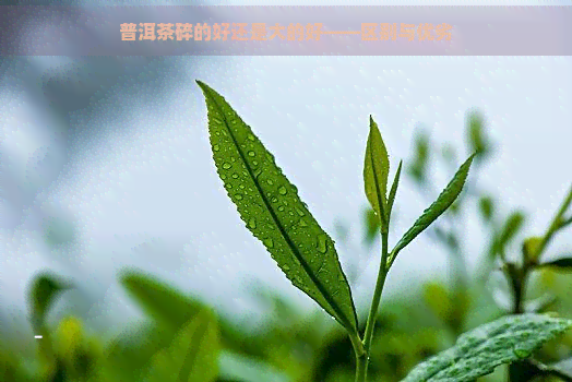 普洱茶碎的好还是大的好——区别与优劣