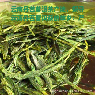 云南丹茗普洱茶产地，探寻云南丹茗普洱茶的故乡：产地探秘