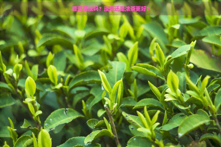 普洱茶淡吗？淡茶还是浓茶更好？