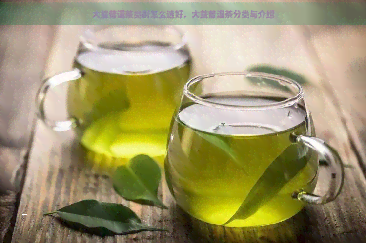 大益普洱茶类别怎么选好，大益普洱茶分类与介绍