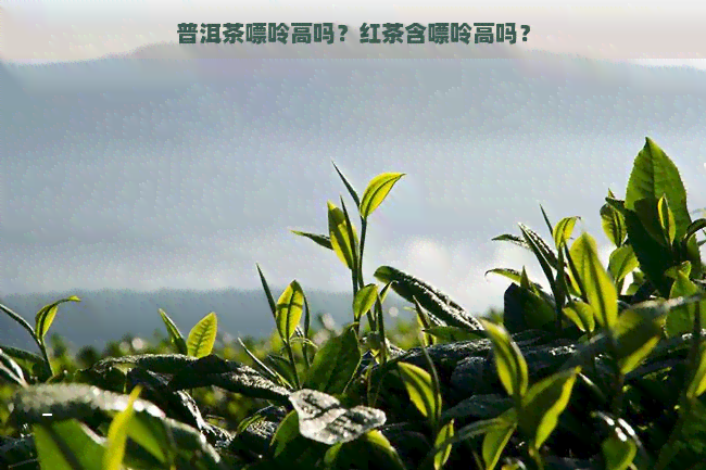 普洱茶嘌呤高吗？红茶含嘌呤高吗？