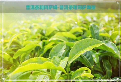 普洱茶和阿萨姆-普洱茶和阿萨姆茶