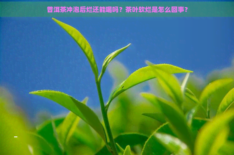 普洱茶冲泡后烂还能喝吗？茶叶软烂是怎么回事？