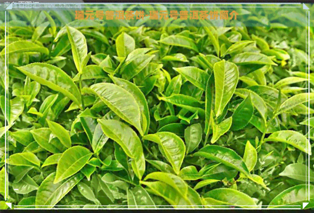 瑞元号普洱茶饼-瑞元号普洱茶饼简介