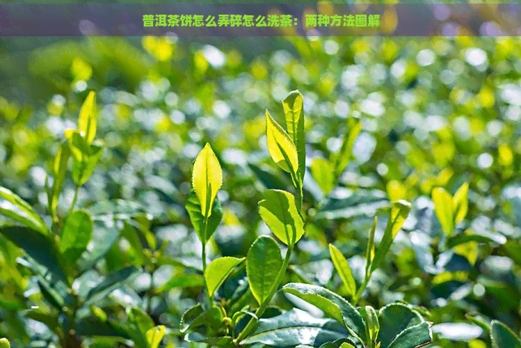 普洱茶饼怎么弄碎怎么洗茶：两种方法图解