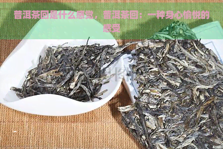 普洱茶回是什么感觉，普洱茶回：一种身心愉悦的感受