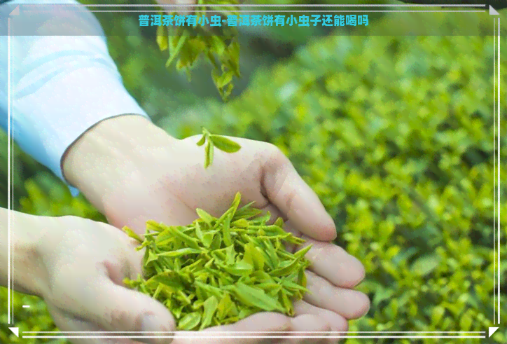 普洱茶饼有小虫-普洱茶饼有小虫子还能喝吗