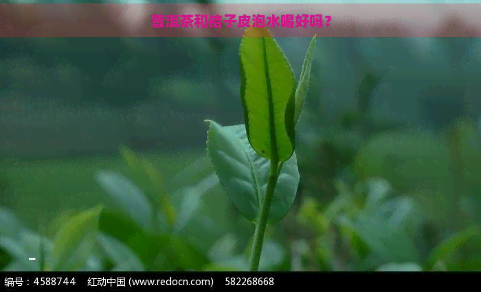 普洱茶和桔子皮泡水喝好吗？