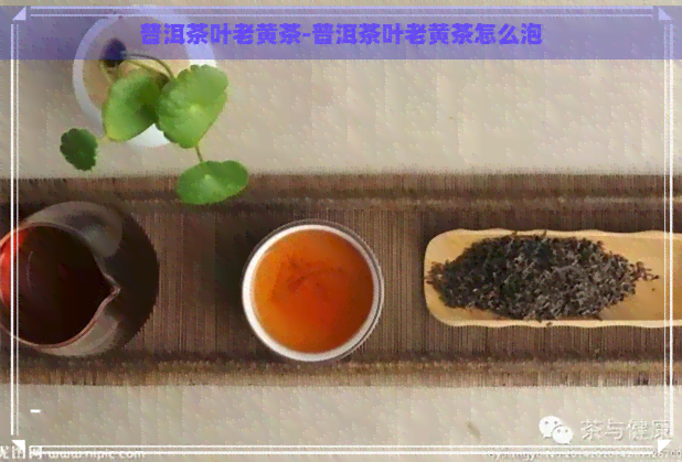 普洱茶叶老黄茶-普洱茶叶老黄茶怎么泡