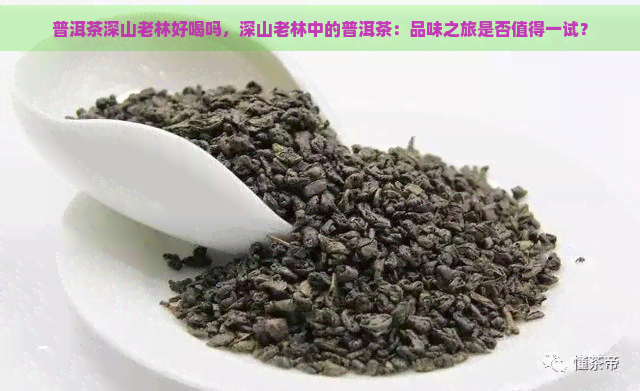 普洱茶深山老林好喝吗，深山老林中的普洱茶：品味之旅是否值得一试？