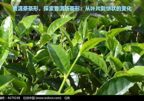 普洱茶茶形，探索普洱茶茶形：从叶片到饼状的变化