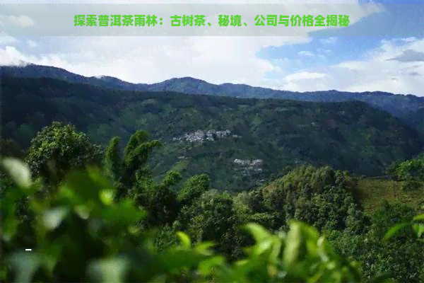 探索普洱茶雨林：古树茶、秘境、公司与价格全揭秘