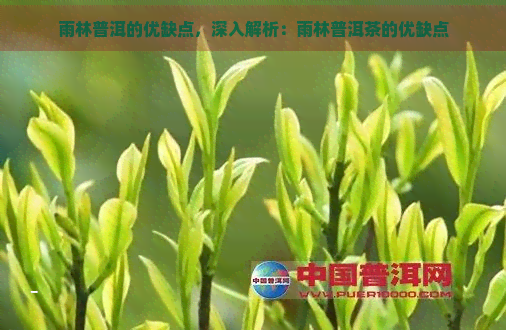 雨林普洱的优缺点，深入解析：雨林普洱茶的优缺点