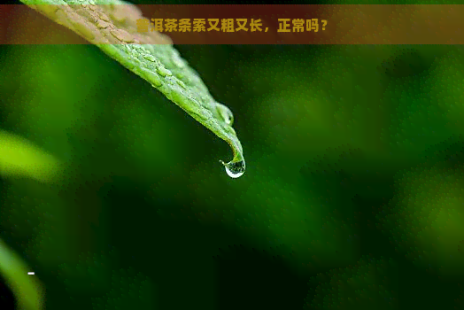 普洱茶条索又粗又长，正常吗？