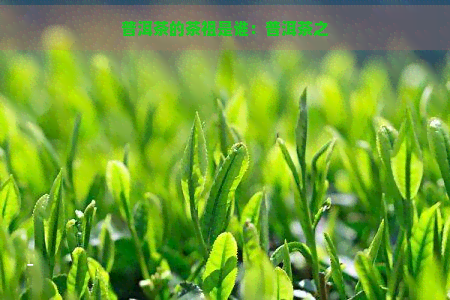 普洱茶的茶祖是谁：普洱茶之