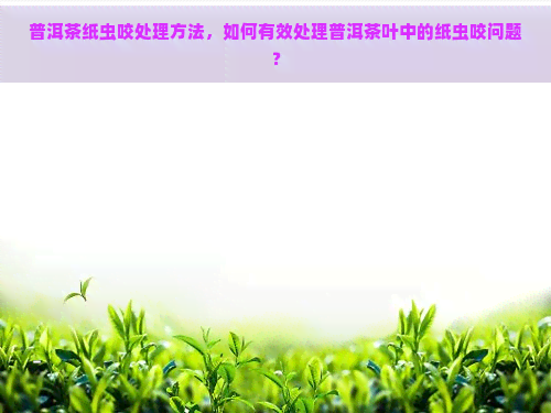 普洱茶纸虫咬处理方法，如何有效处理普洱茶叶中的纸虫咬问题？